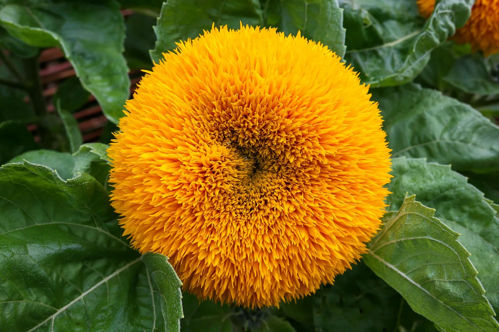 Sunflower Teddy Bear