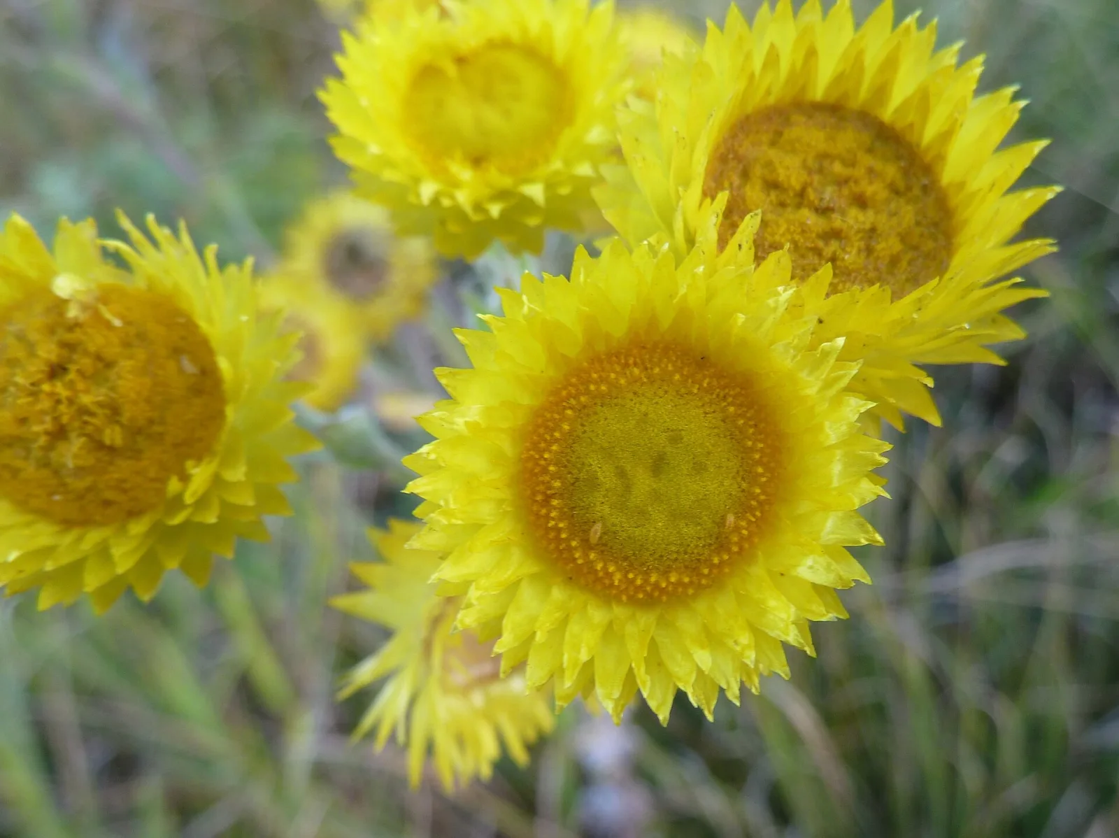 Helichrysum cooperi