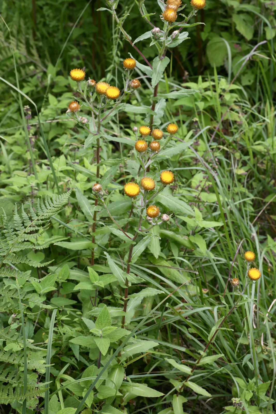 Helichrysum cooperi