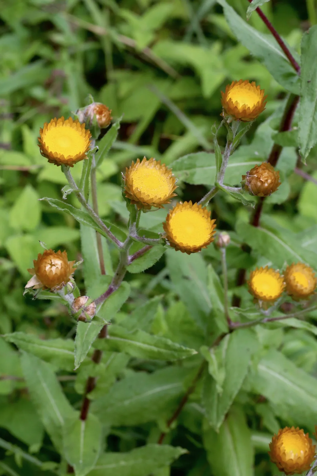 Helichrysum cooperi