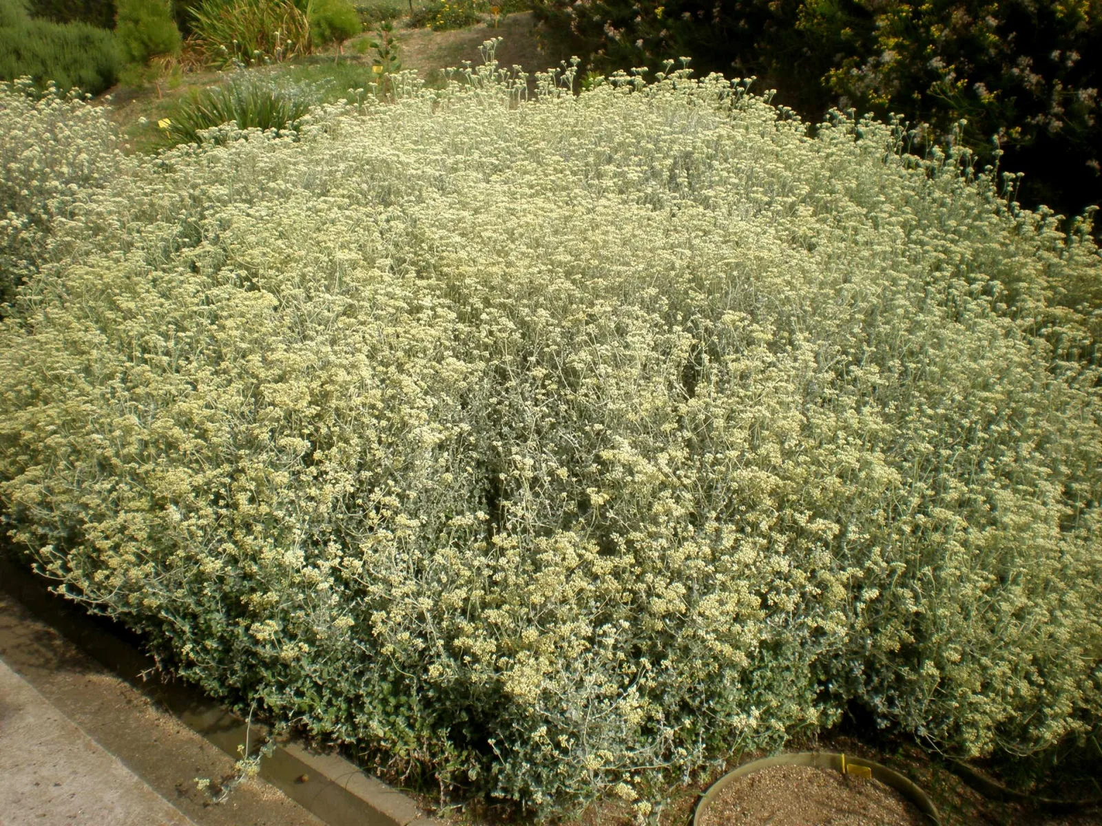 Helichrysum crispum