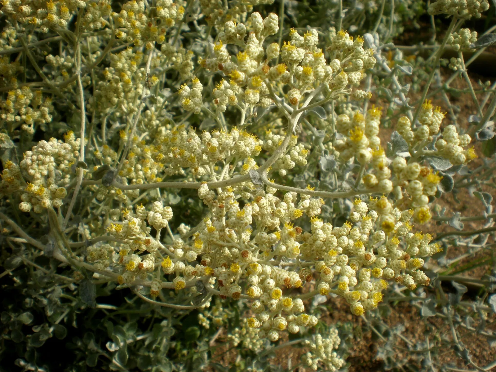 Helichrysum crispum