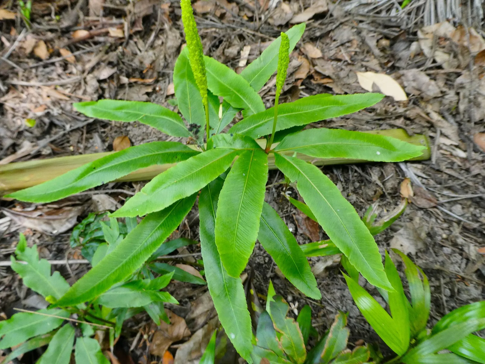 Helminthostachys zeylanica