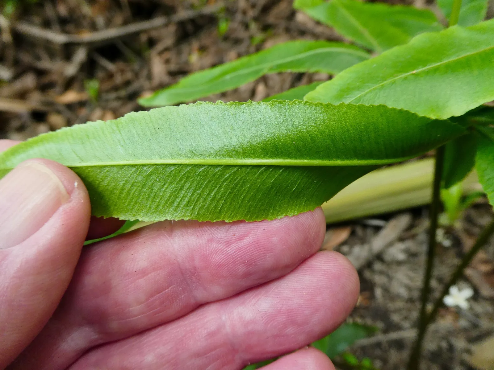 Helminthostachys zeylanica