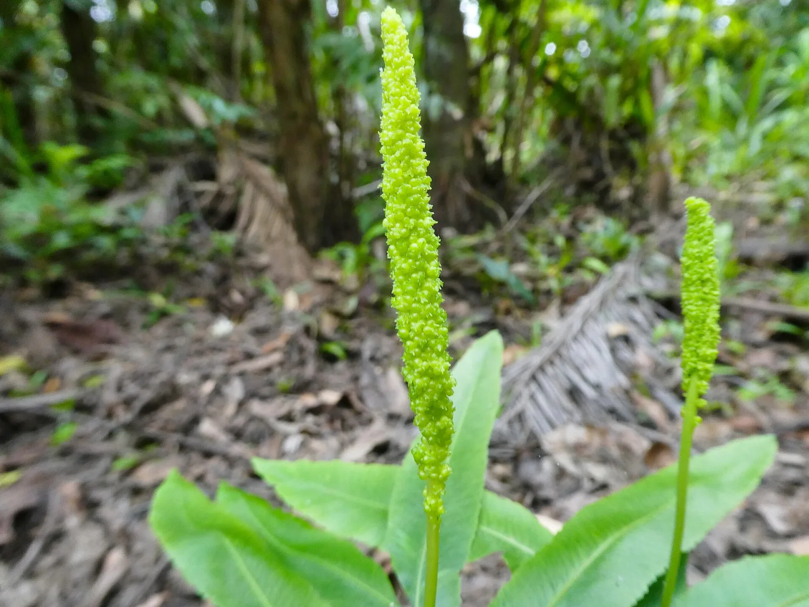 Helminthostachys zeylanica