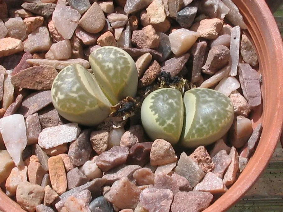 Lithops helmutii