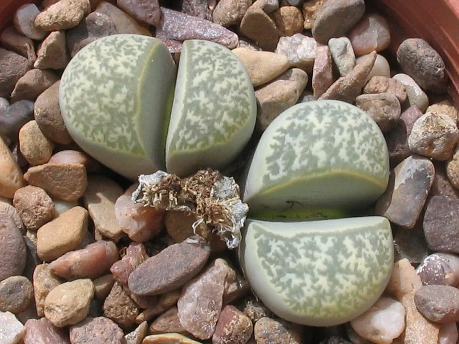 Lithops helmutii
