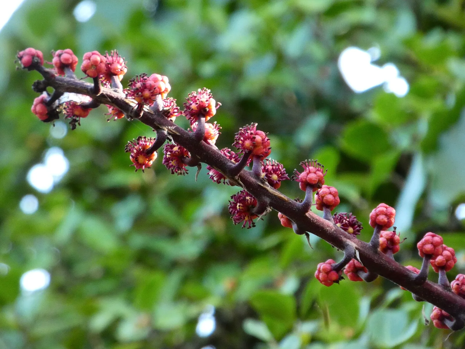 Schefflera actinophylla