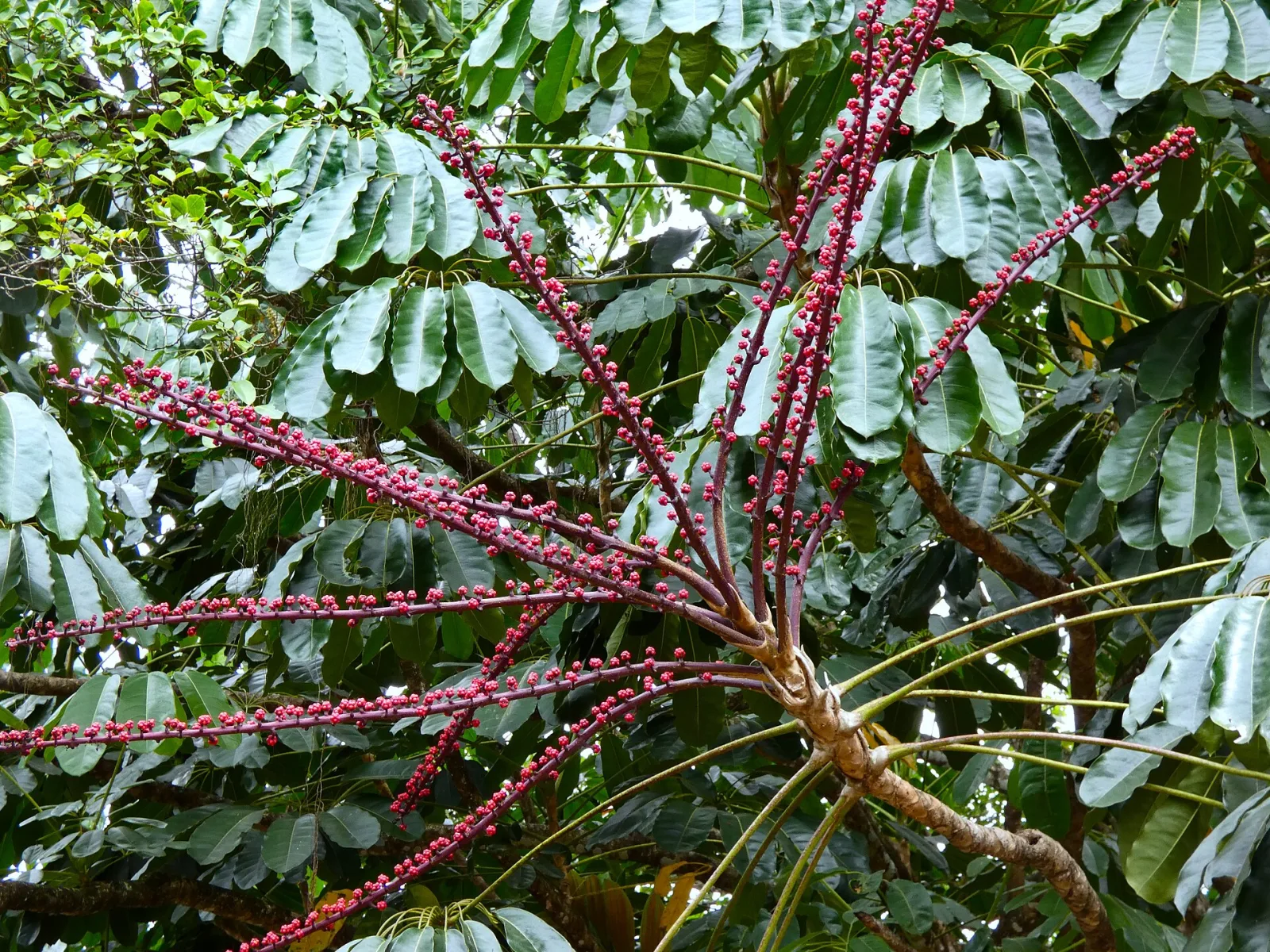 Schefflera actinophylla