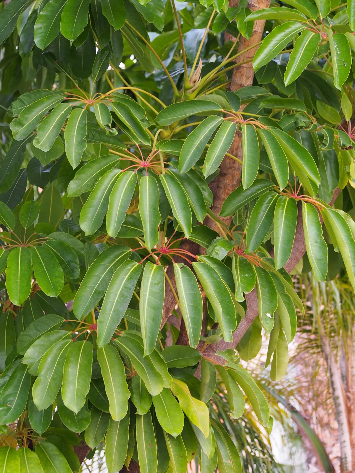 Schefflera actinophylla