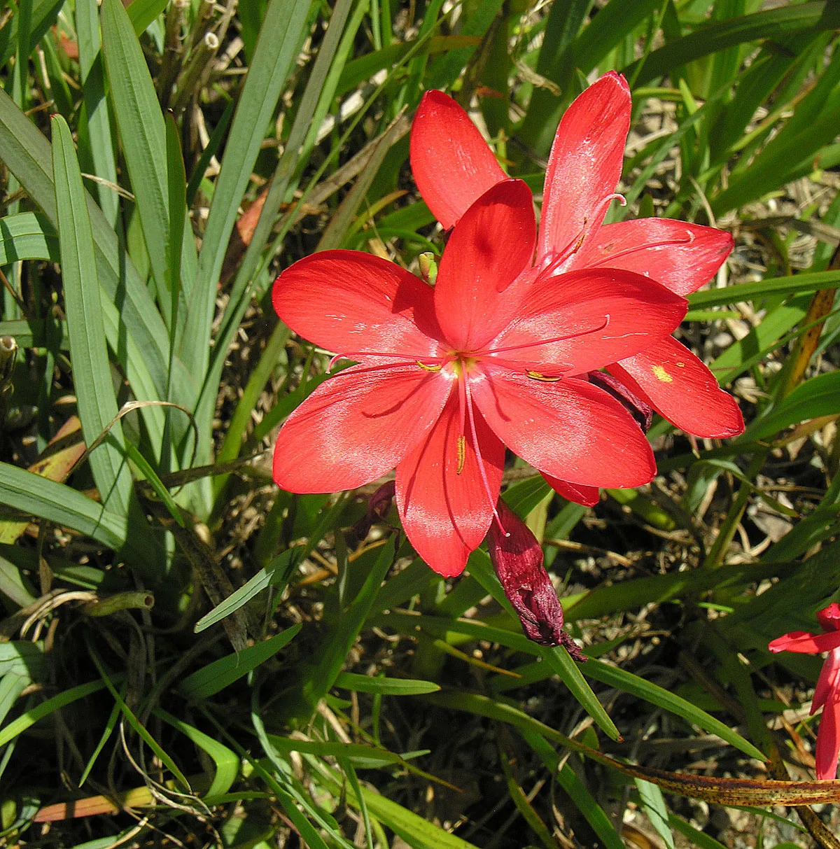 Hesperantha coccinea