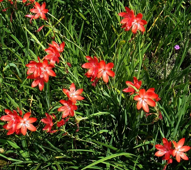 Hesperantha coccinea