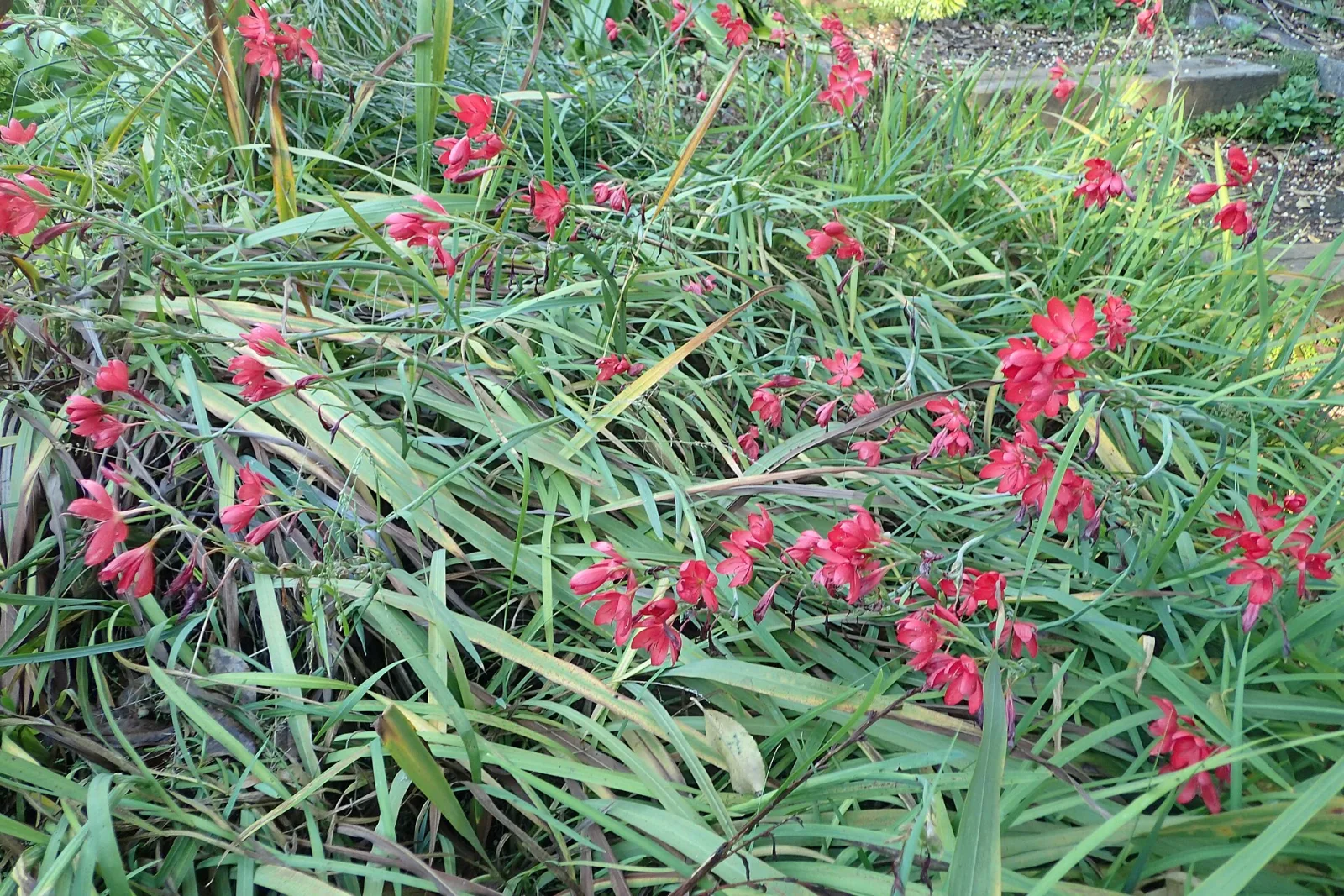 Hesperantha coccinea
