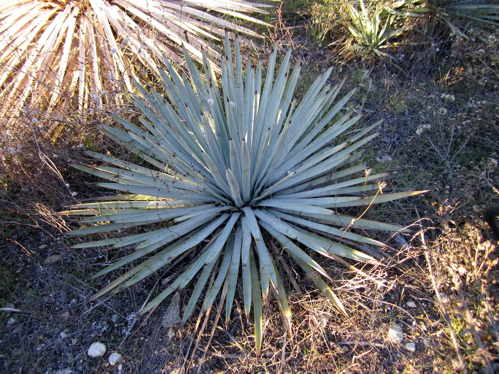 Hesperoyucca whipplei
