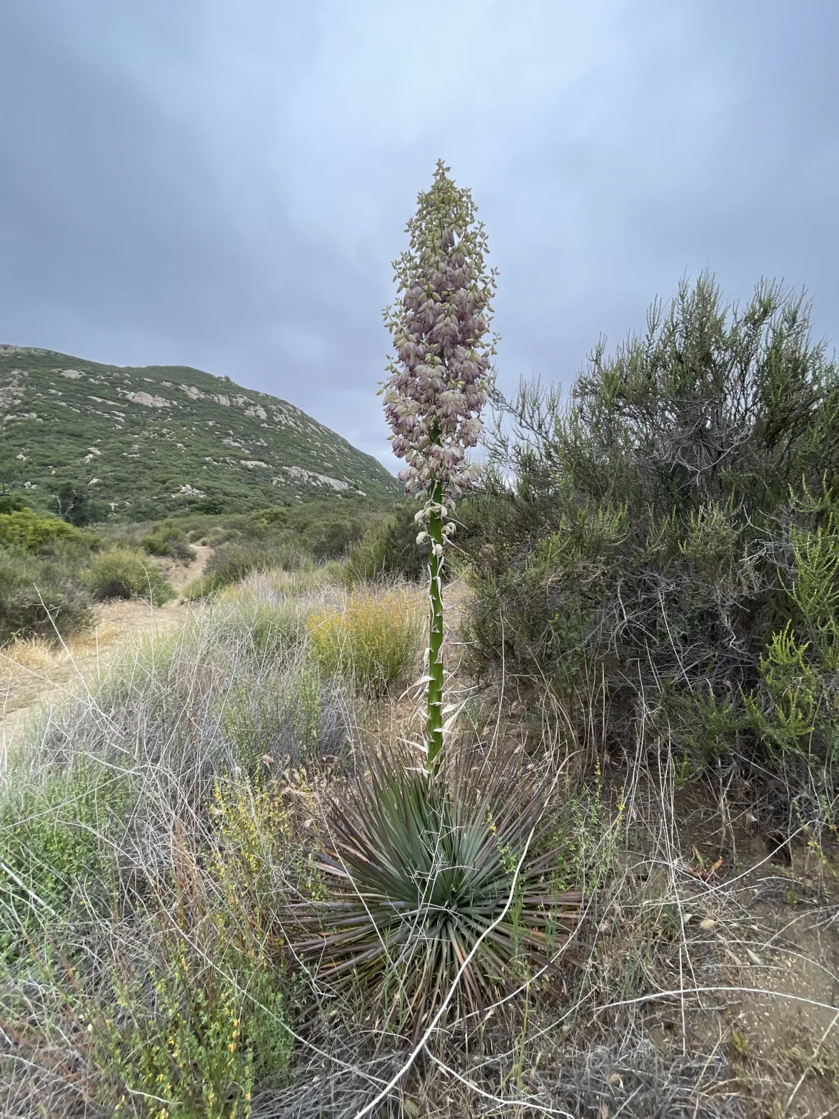 Hesperoyucca whipplei
