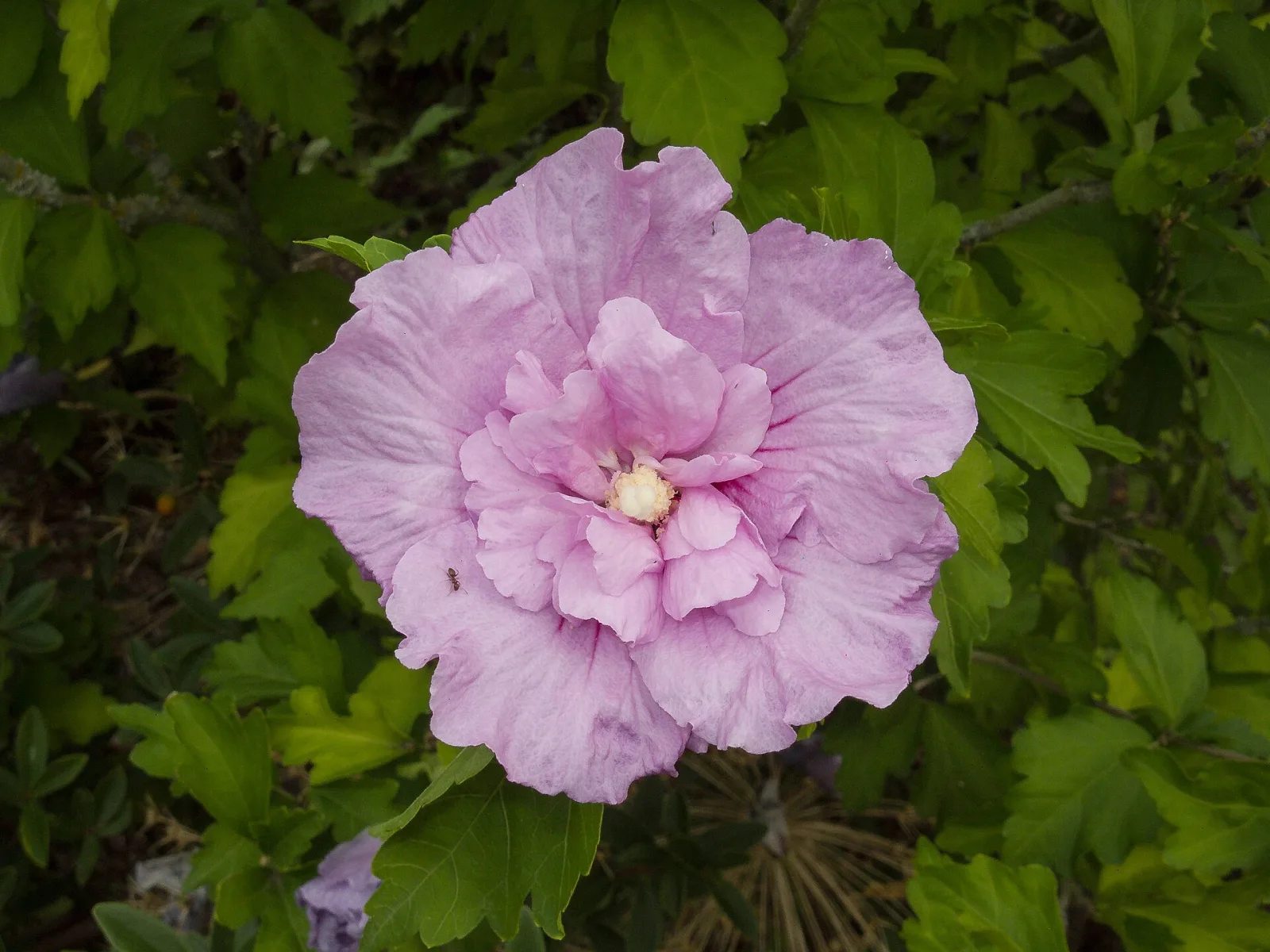 Hibiscus syriacus Lavender Chiffon