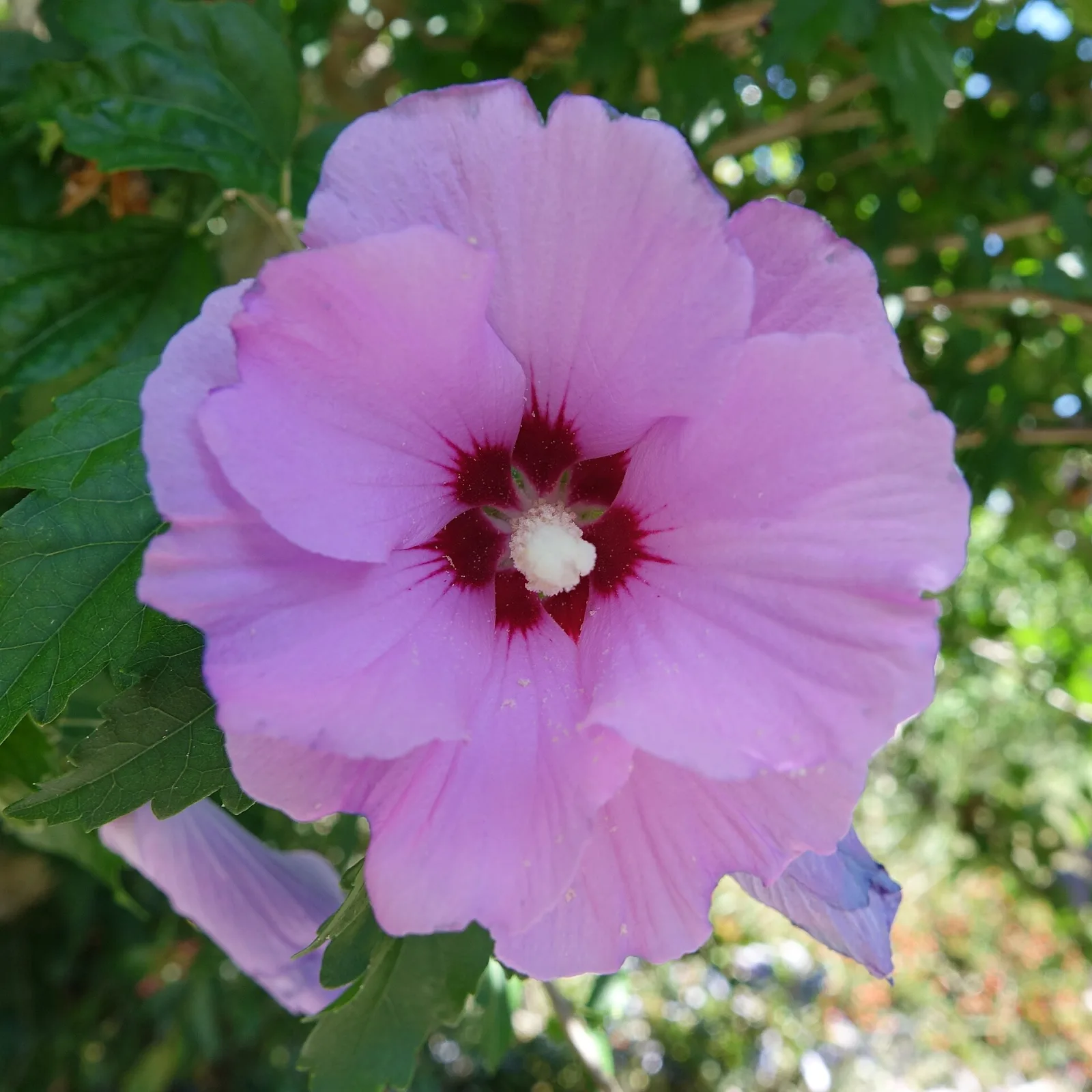 Hibiscus syriacus