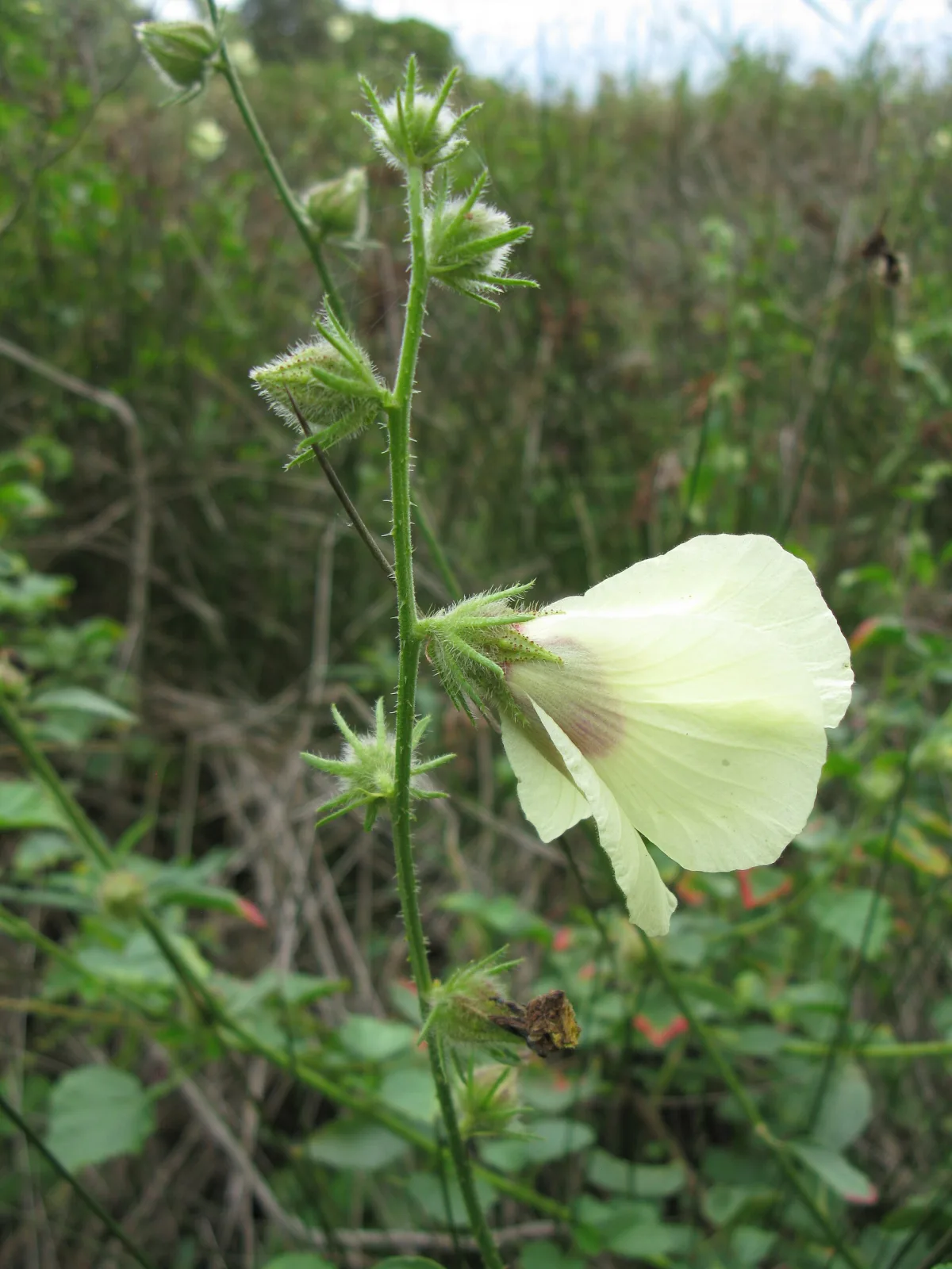 Hibiscus diversifolius