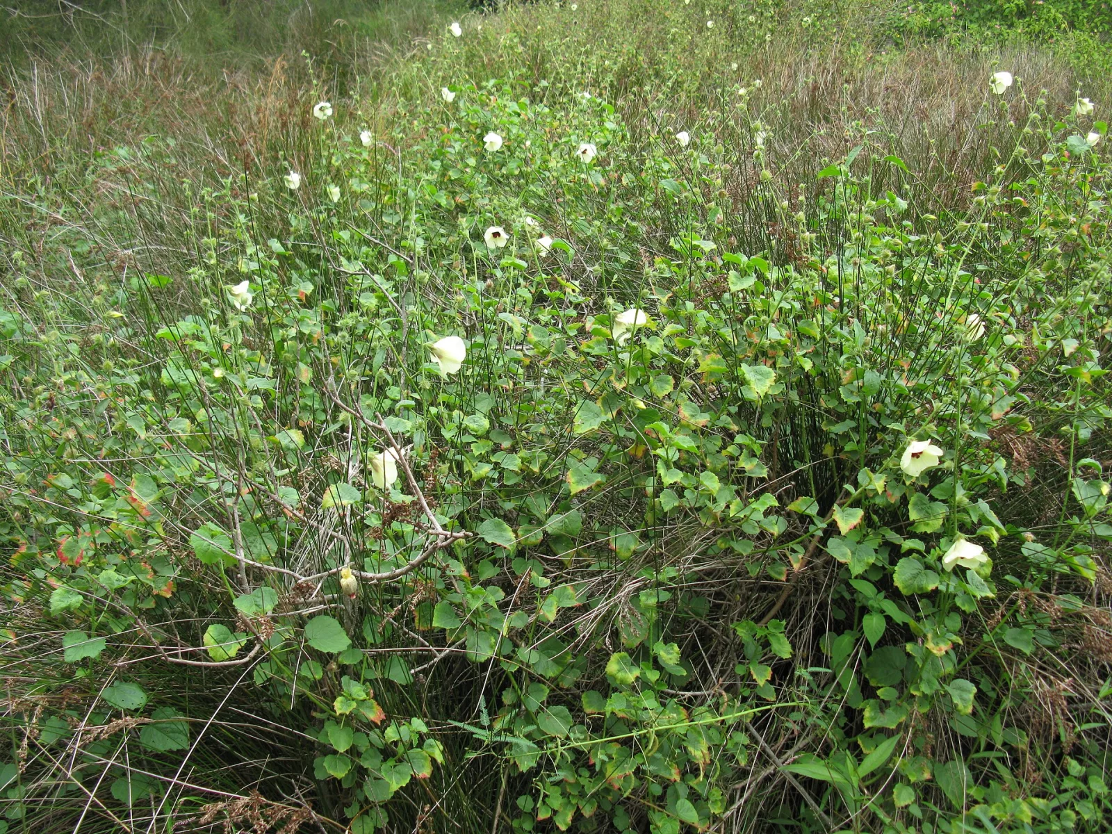 Hibiscus diversifolius