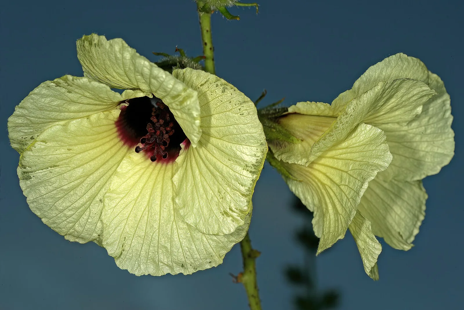 Hibiscus diversifolius