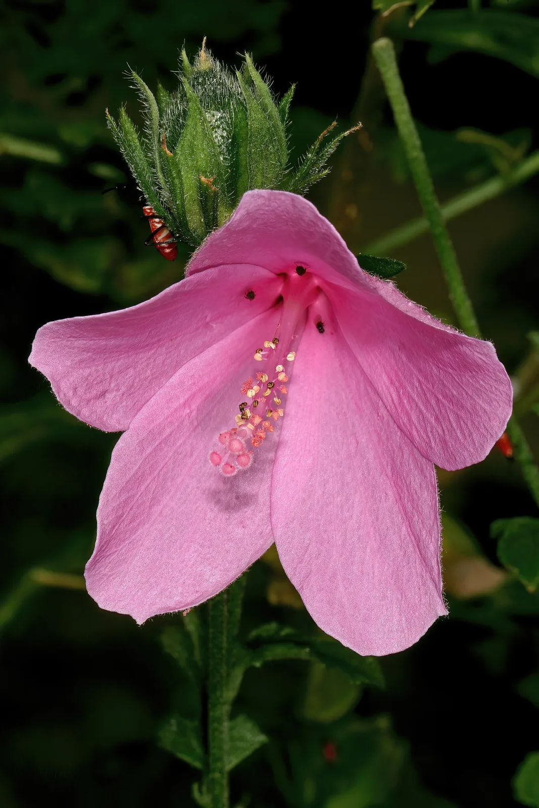 Hibiscus pedunculatus