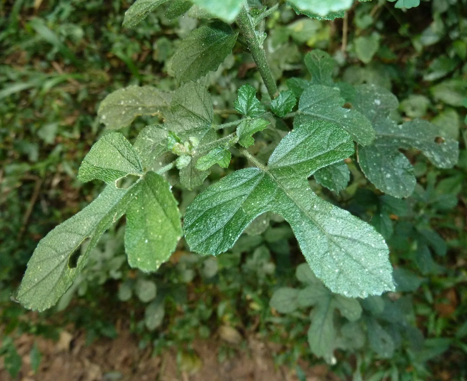 Hibiscus pedunculatus