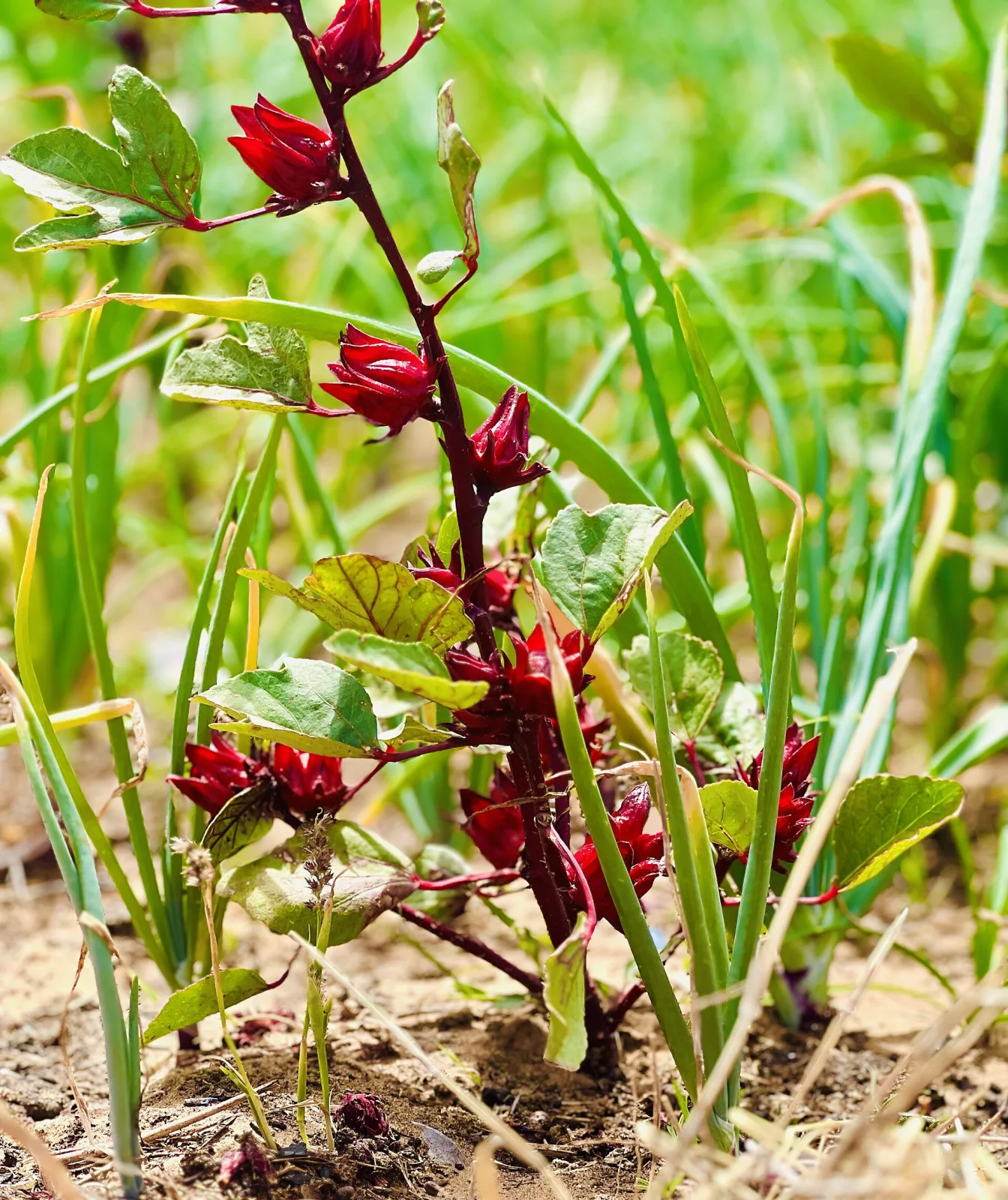 Hibiscus sabdariffa