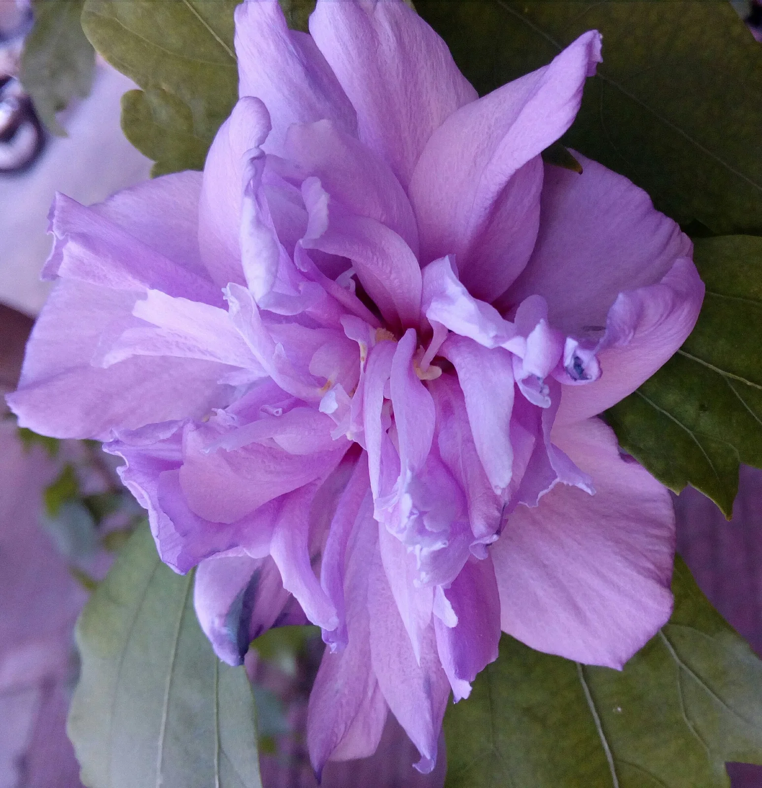 Hibiscus syriacus Lavender Chiffon