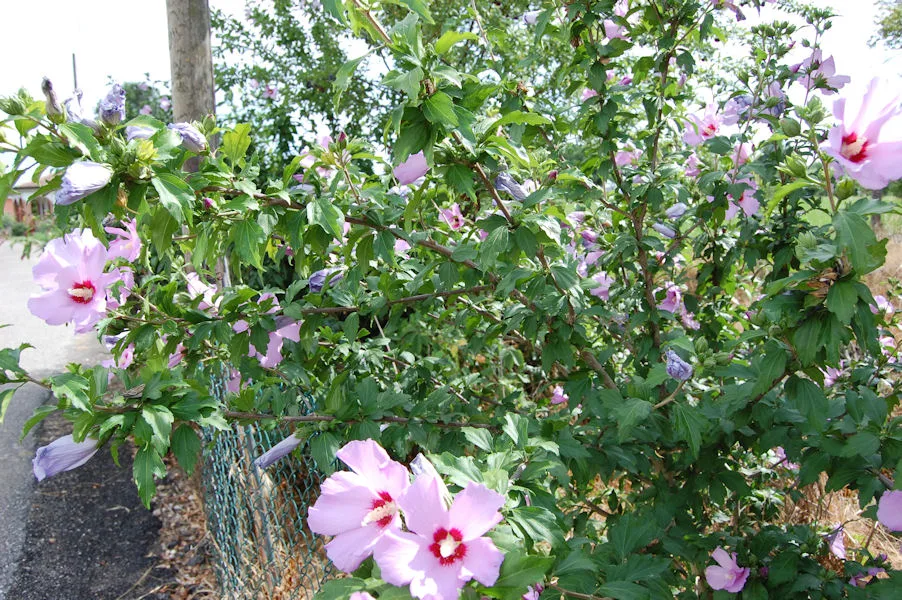 Hibiscus syriacus