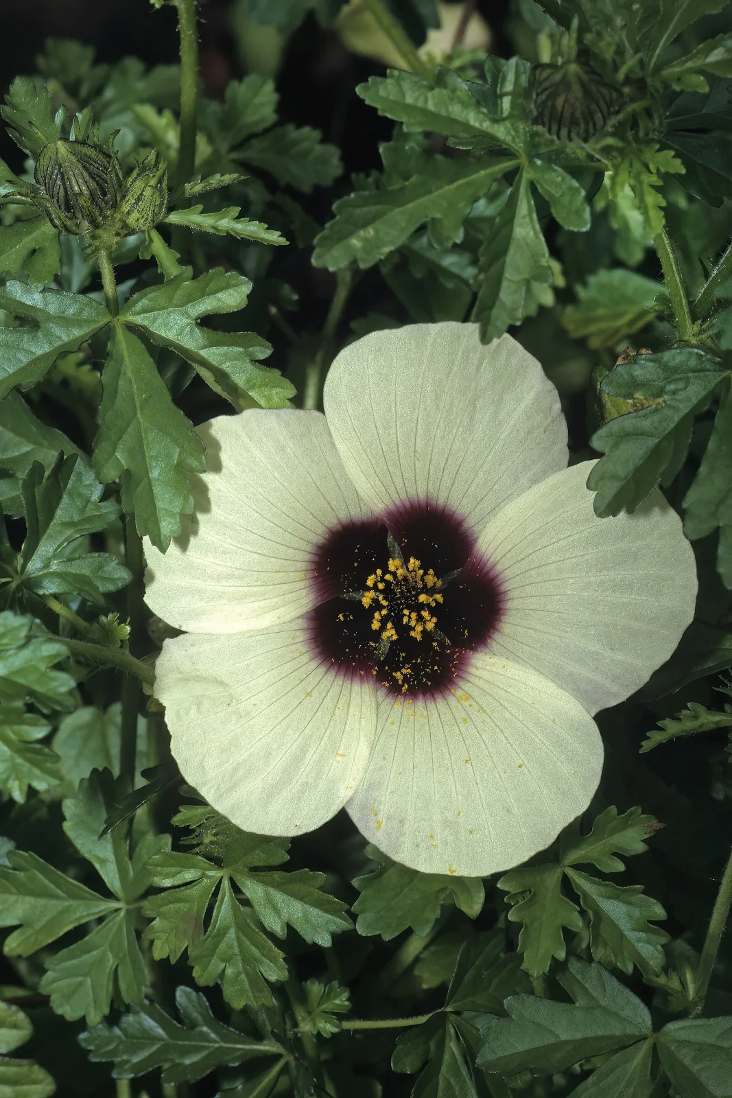 Hibiscus trionum