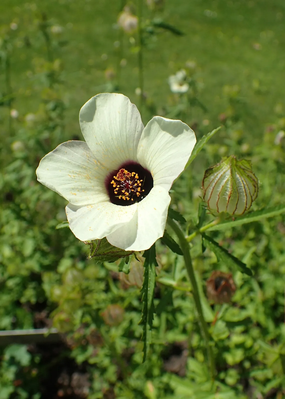 Hibiscus trionum