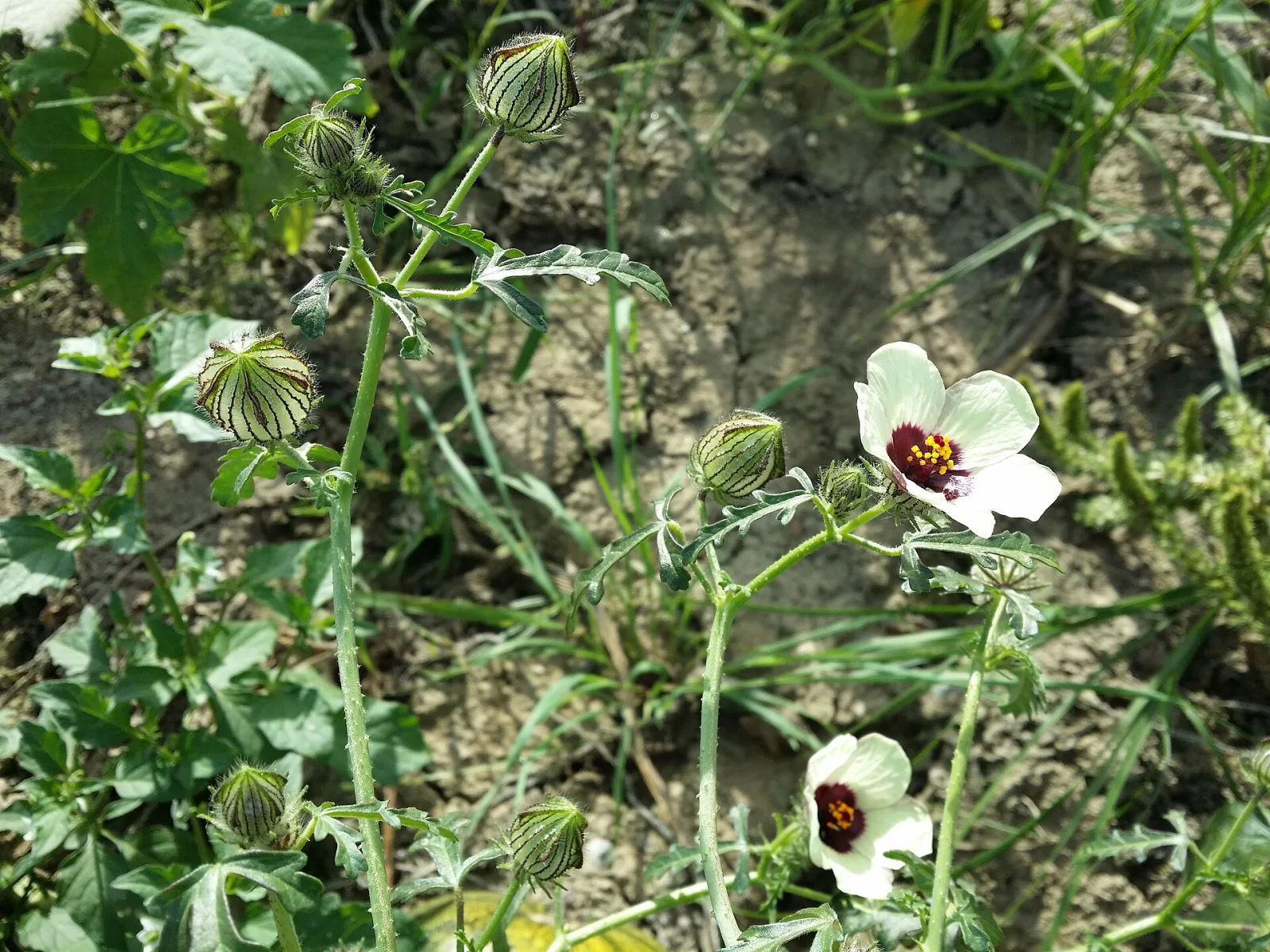 Hibiscus trionum