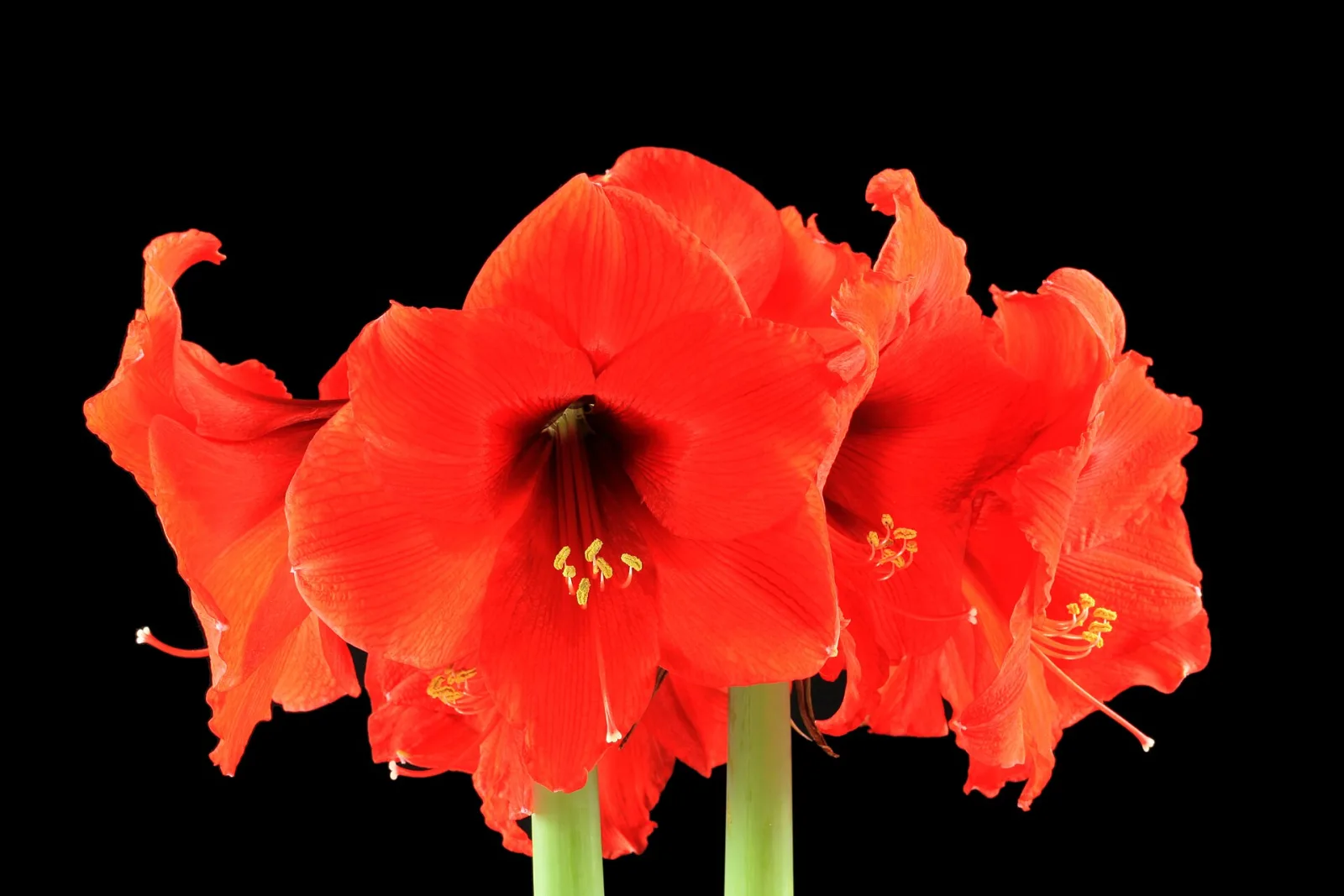 Hippeastrum Red Lion