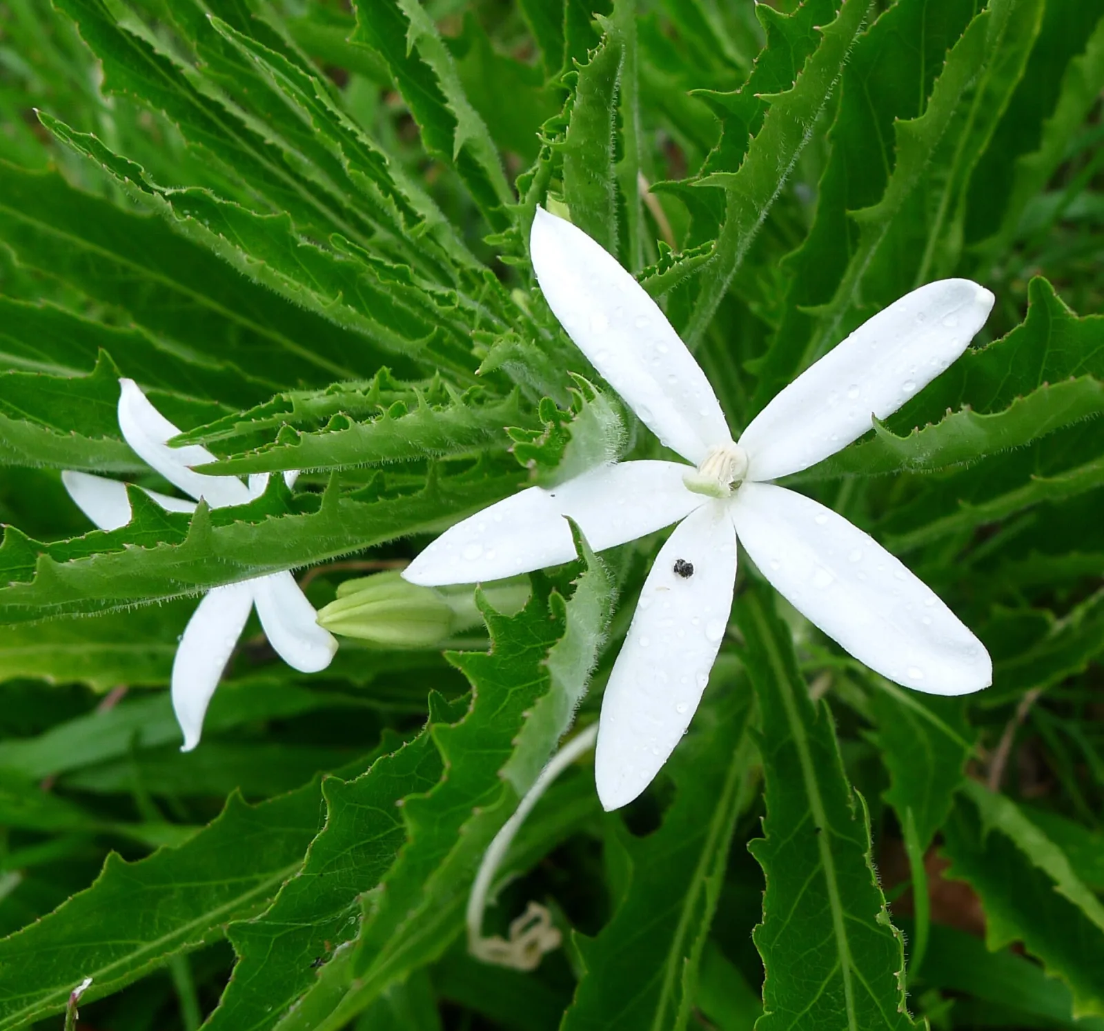 Hippobroma longiflora