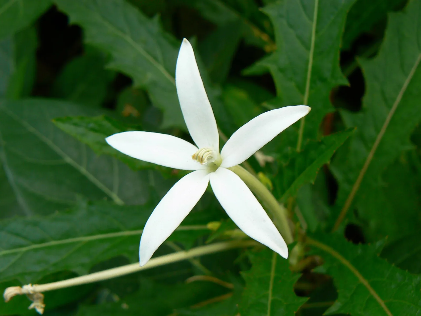 Hippobroma longiflora