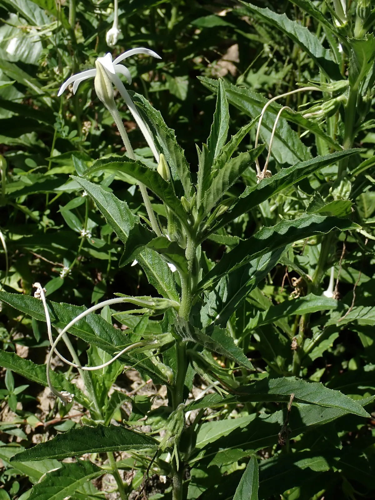 Hippobroma longiflora