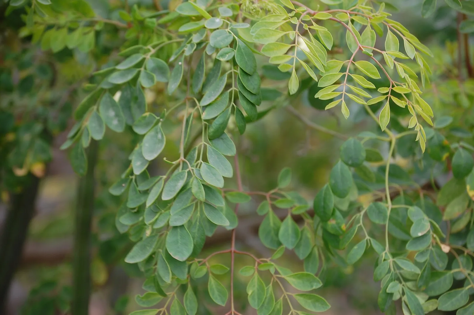 Moringa pterygosperma