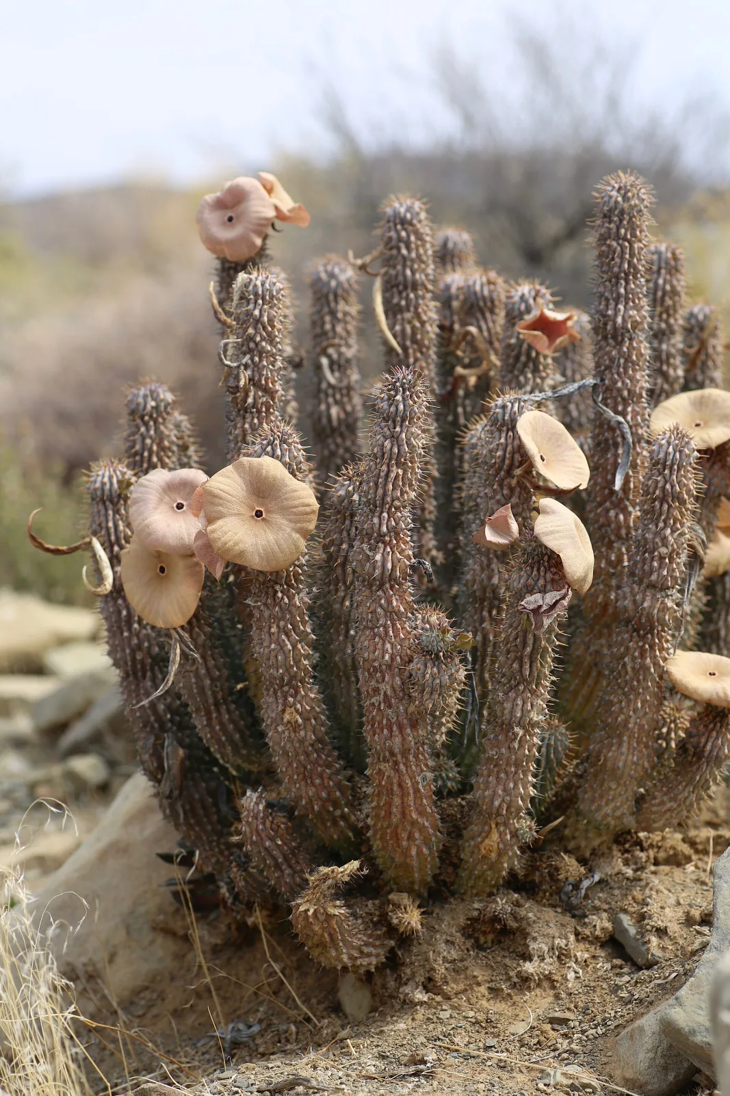 Hoodia gordonii