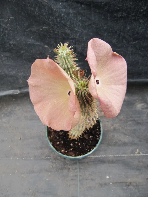 Hoodia juttae