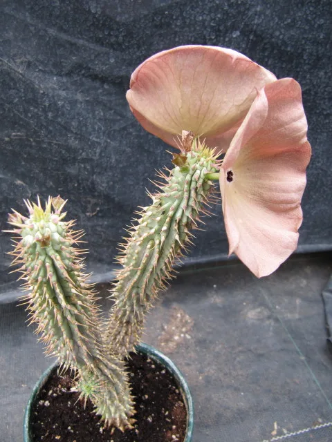 Hoodia juttae