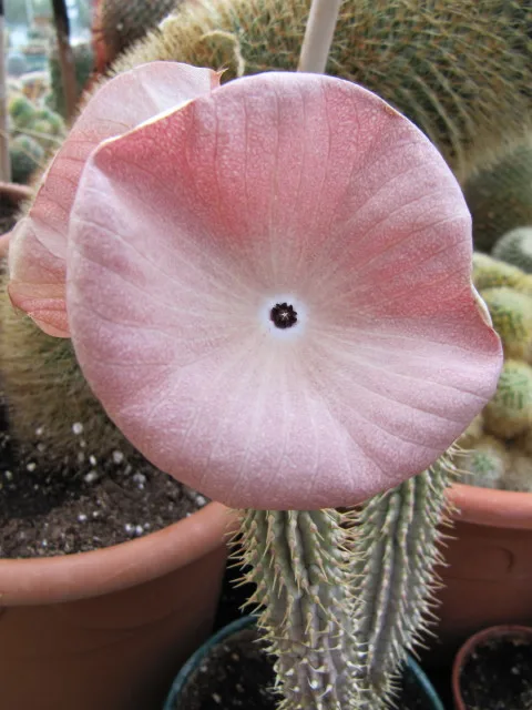 Hoodia juttae