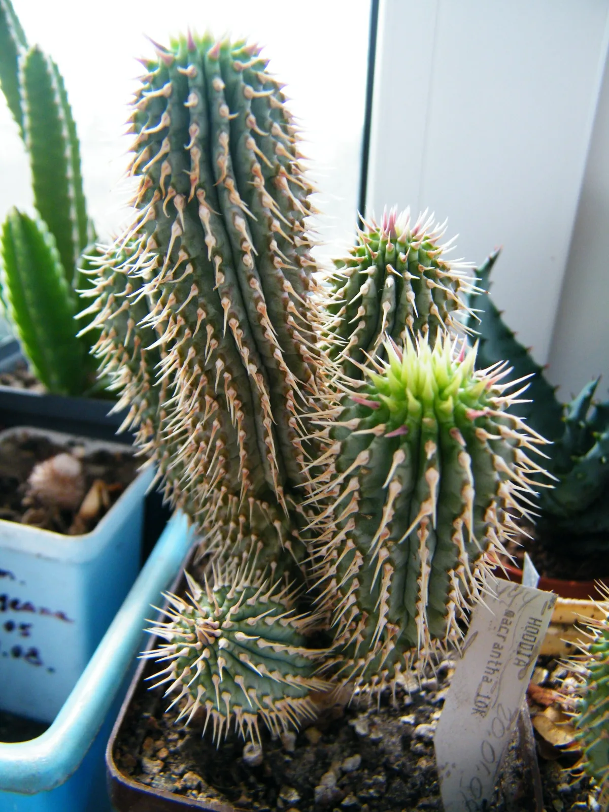 Hoodia macrantha