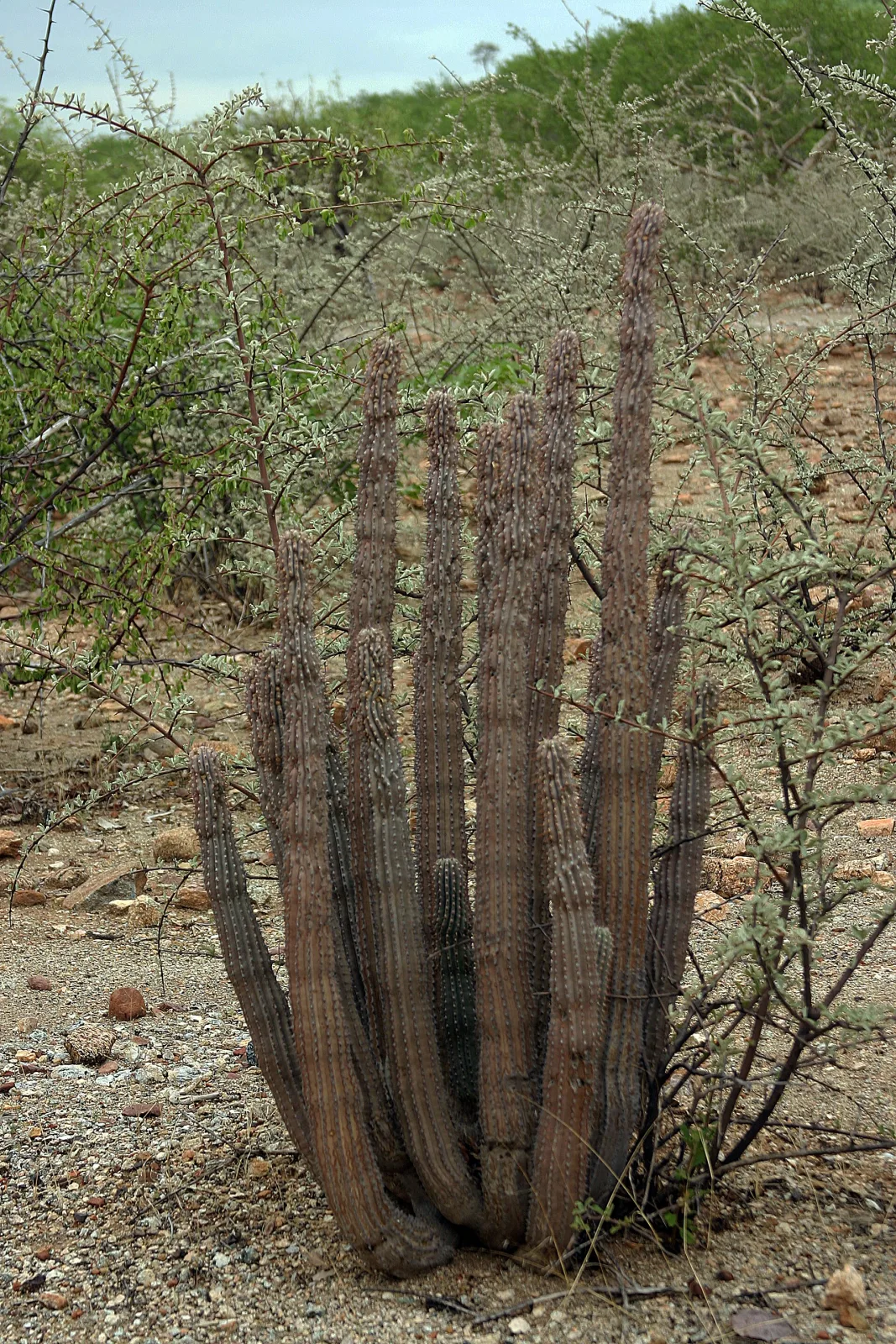 Hoodia parviflora
