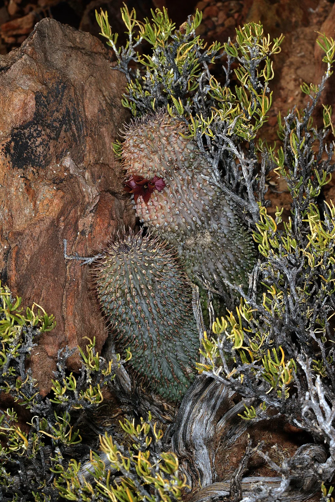 Hoodia pilifera