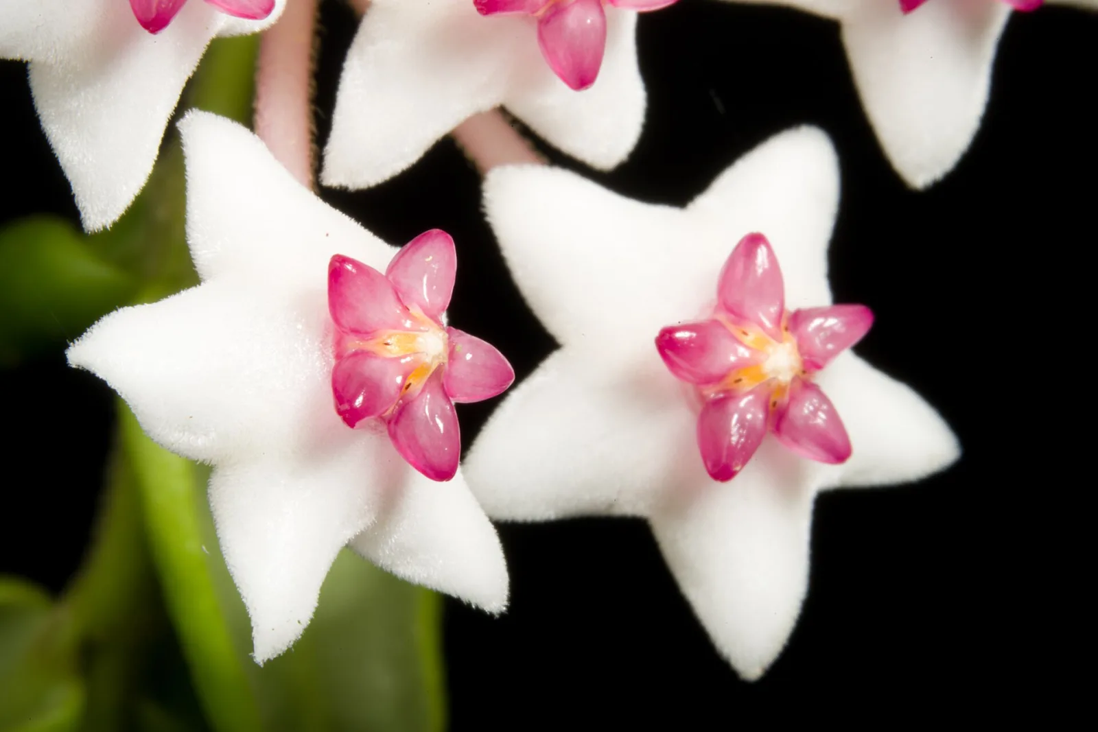 Hoya lanceolata subsp. lanceolata