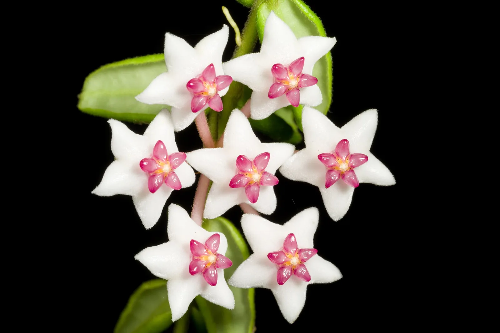 Hoya lanceolata subsp. lanceolata