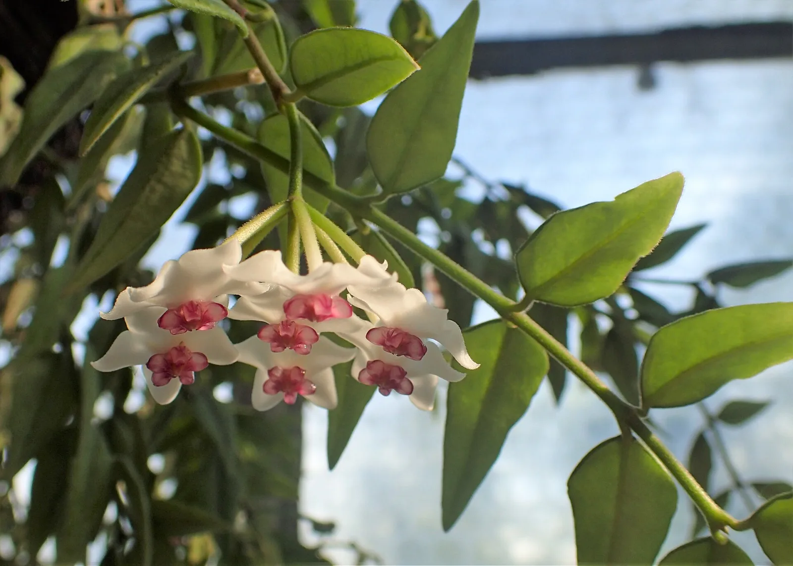 Hoya lanceolata subsp. lanceolata