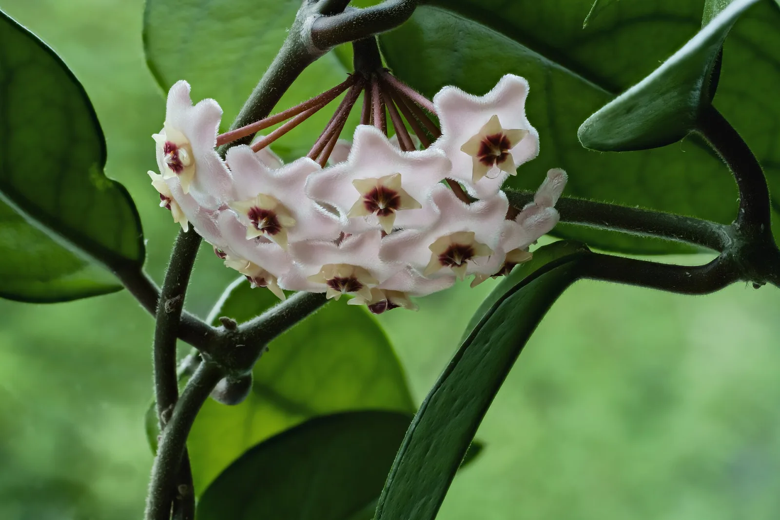 Hoya carnosa White