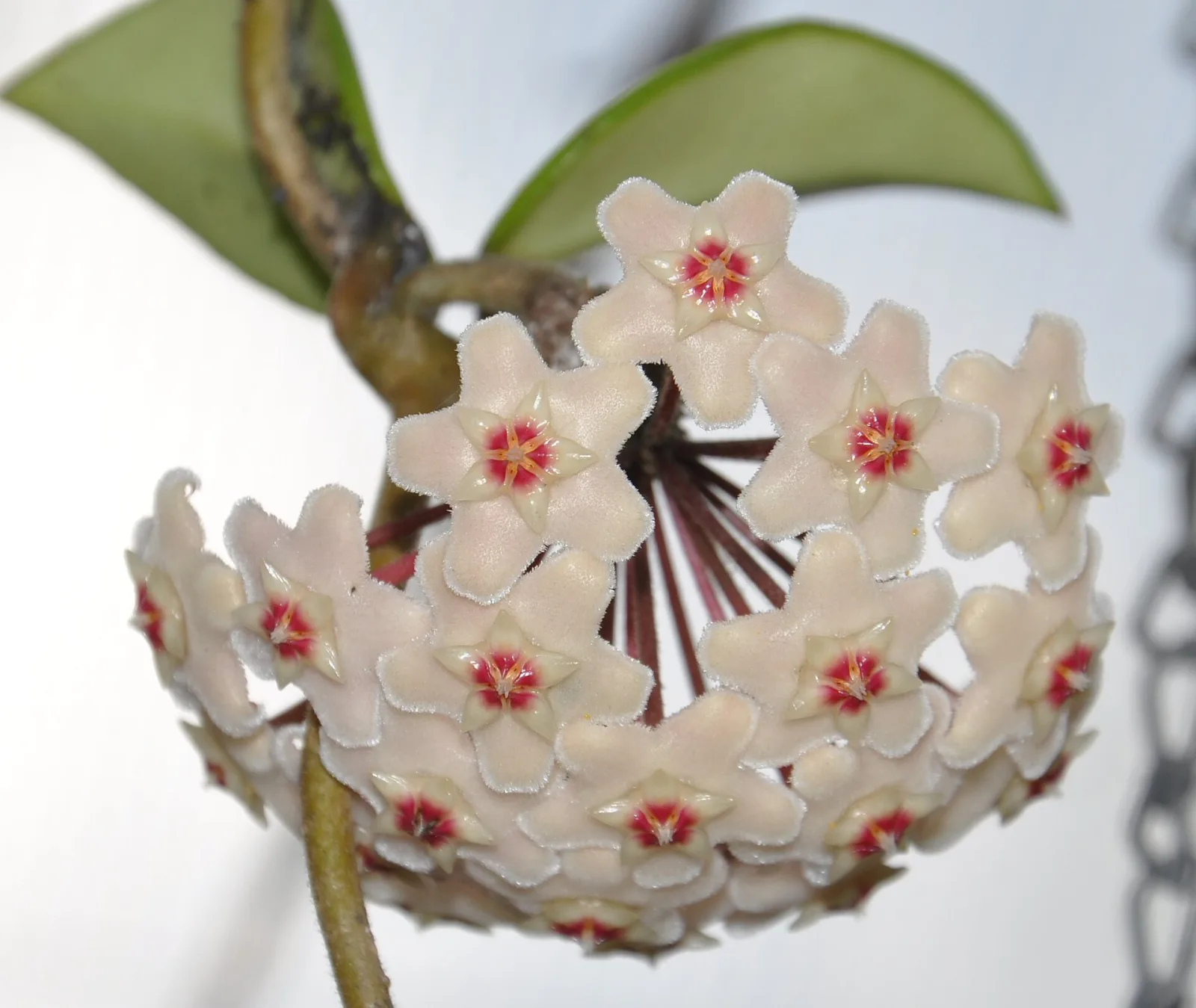 Hoya carnosa White