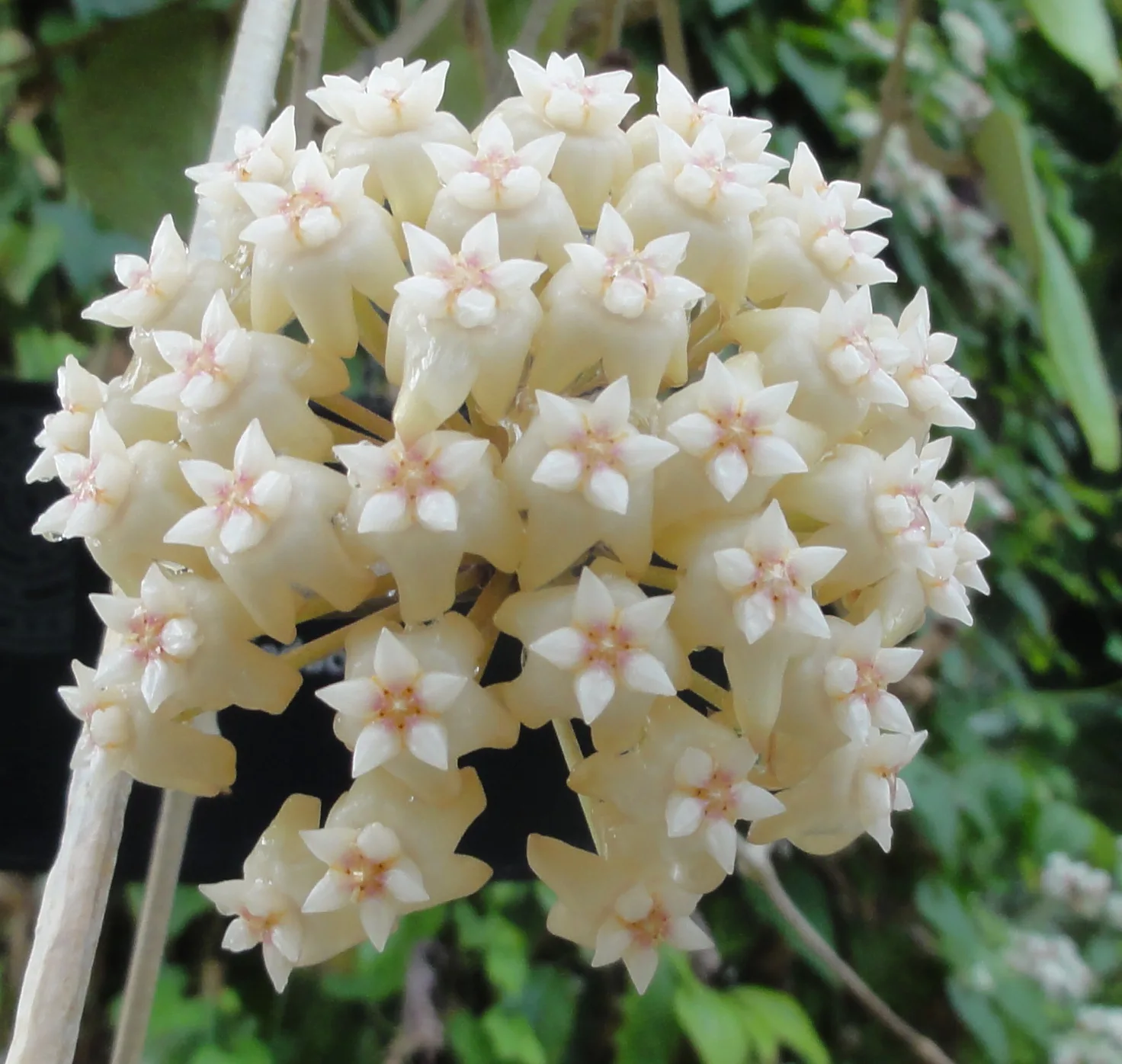 Hoya latifolia